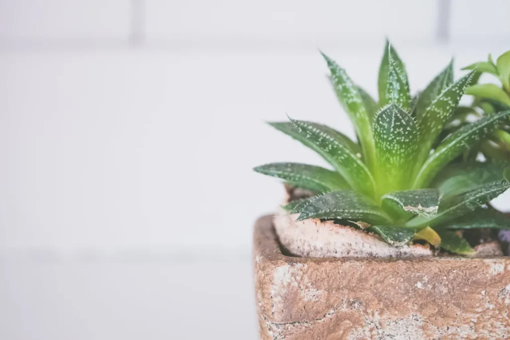 Aloe Vera Juice