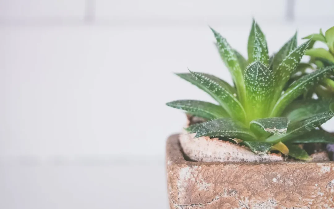 Bedste Aloe Vera Juice 2025