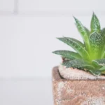 Aloe Vera Juice